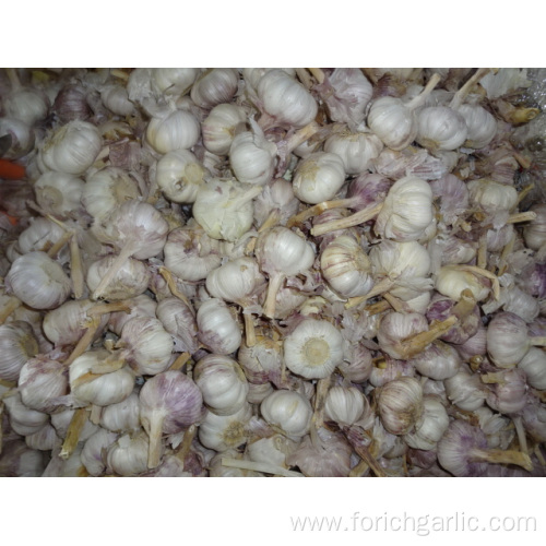 Regular White Garlic Fresh New Crop 2019